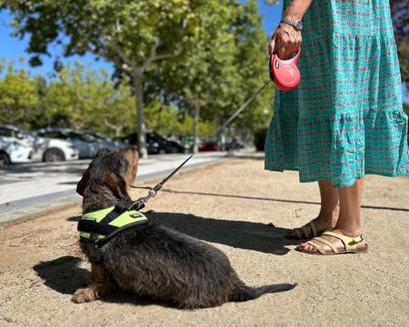Imagen El Ayuntamiento recuerda a los vecinos que deben pasear a sus perros con correa en Majadahonda