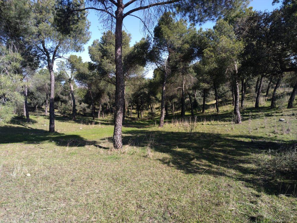 Imagen Saneadas 35 hectáreas de “La Dehesa” de Majadahonda para su mejora medioambiental y prevención de incendios