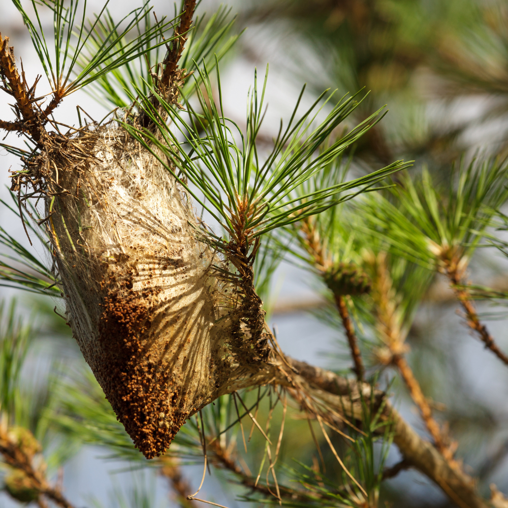 Imagen Majadahonda intensifica el control de la oruga procesionaria que este año se adelanta a la primavera 