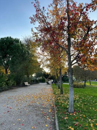 Imagen Majadahonda reconocida por quinto año consecutivo como “Tree Cities of the World”  